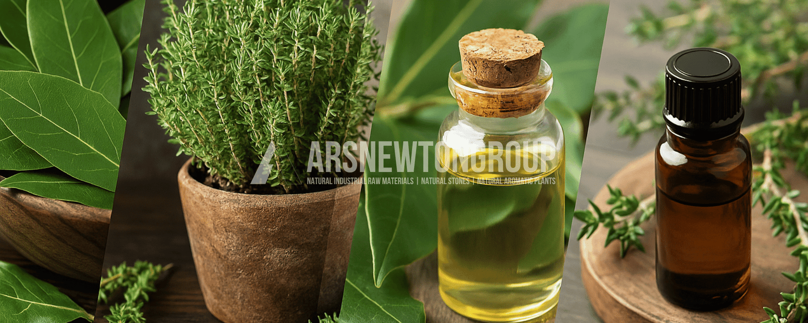 Doğal Aromatik Bitkiler